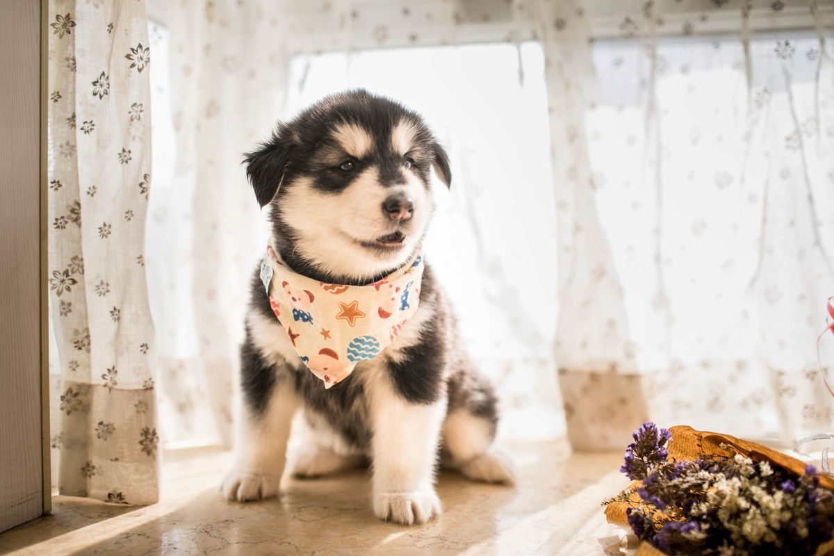 宝玉和她的七个小可爱