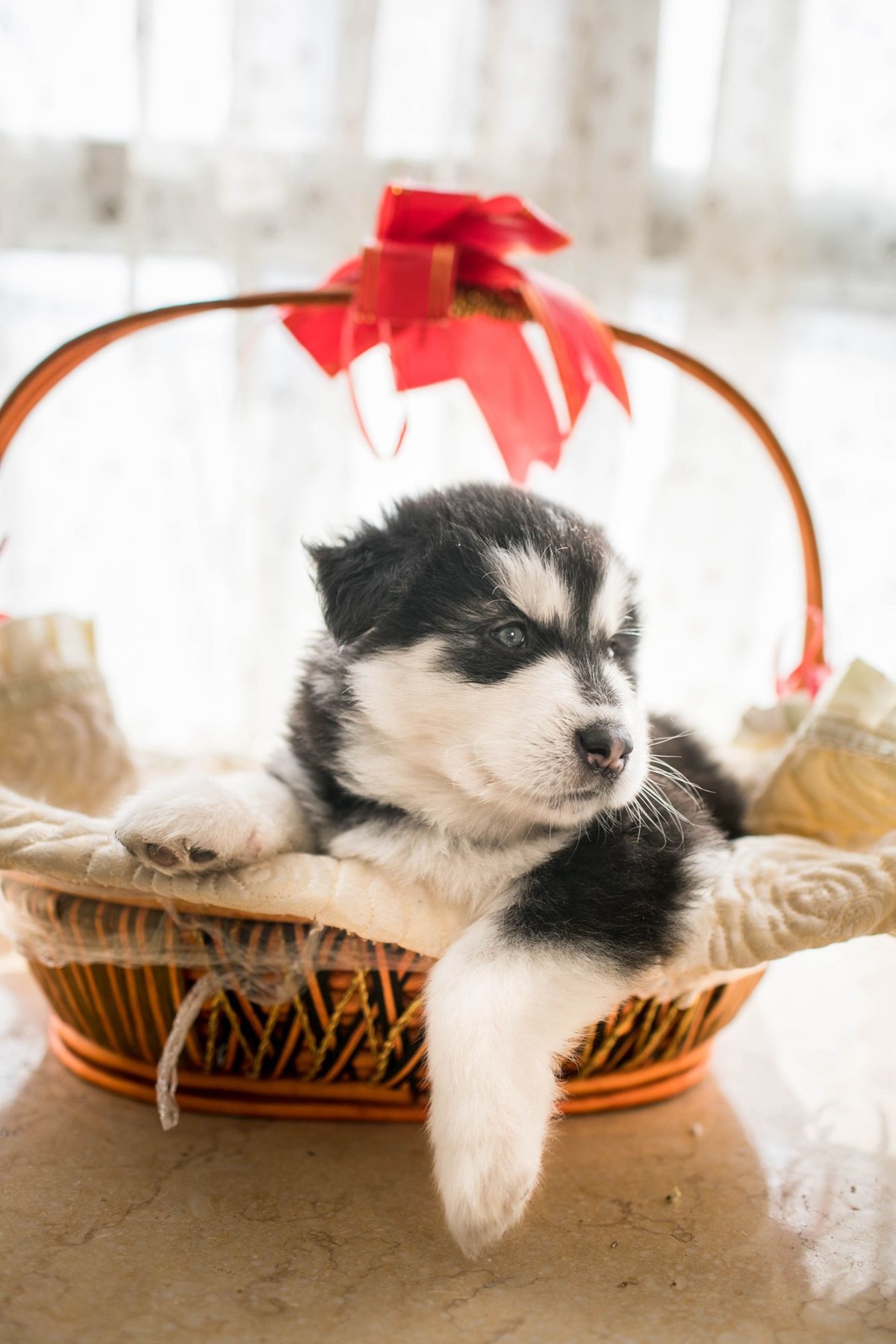 宝玉和她的七个小可爱