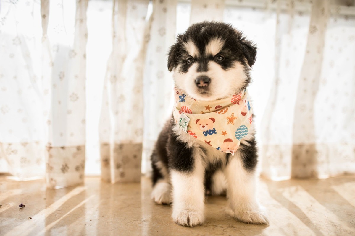 宝玉和她的七个小可爱