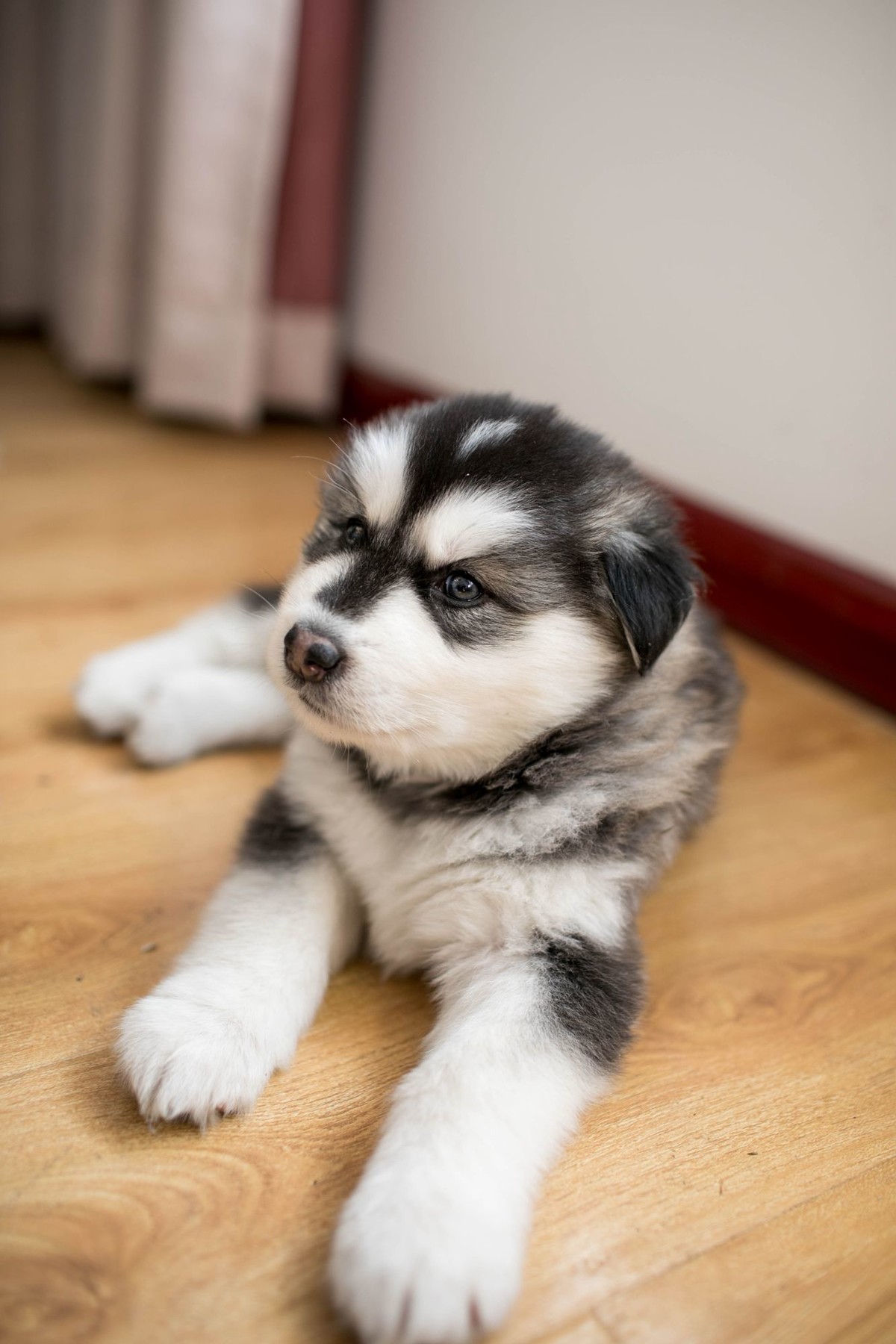 宝玉和她的七个小可爱