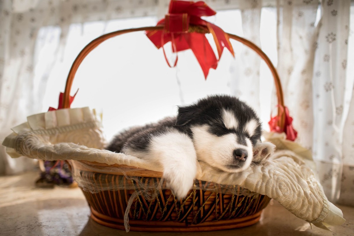 宝玉和她的七个小可爱