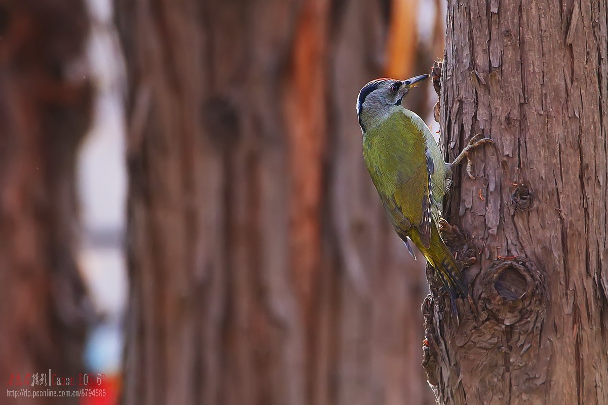 鸟片杂图。绿鹰嘴鹎 相思鸟 灰头绿啄木鸟 北红尾鸲等。