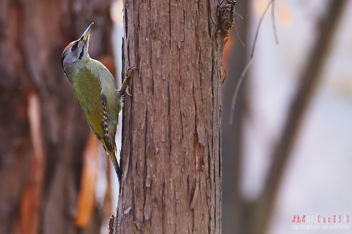 鸟片杂图。绿鹰嘴鹎 相思鸟 灰头绿啄木鸟 北红尾鸲等。