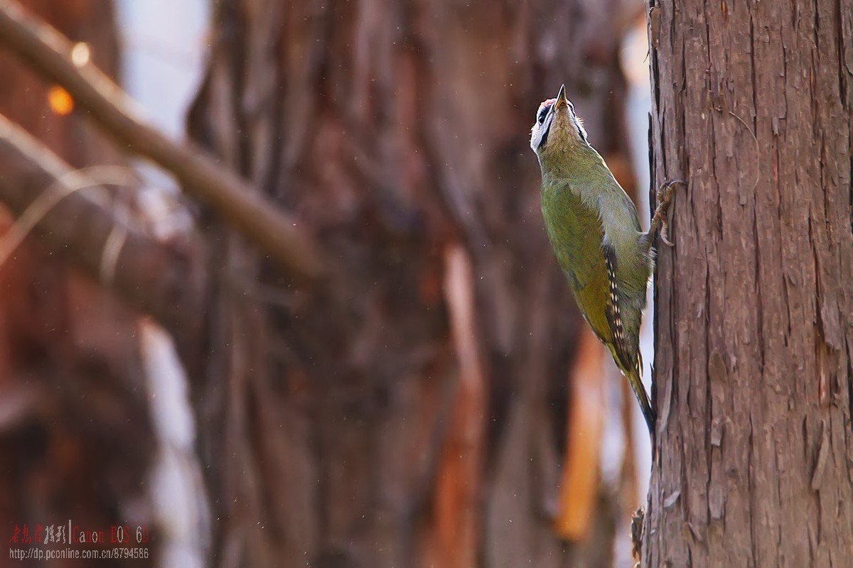 鸟片杂图。绿鹰嘴鹎 相思鸟 灰头绿啄木鸟 北红尾鸲等。