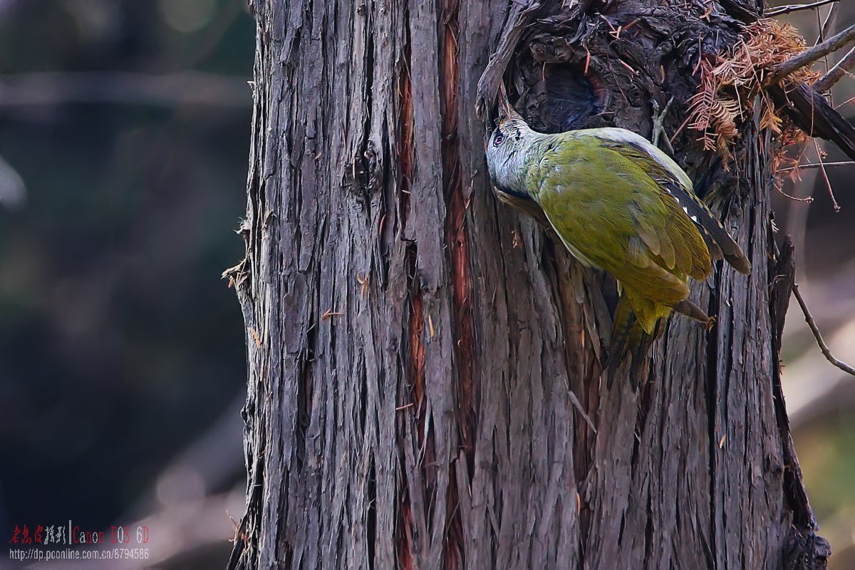 鸟片杂图。绿鹰嘴鹎 相思鸟 灰头绿啄木鸟 北红尾鸲等。