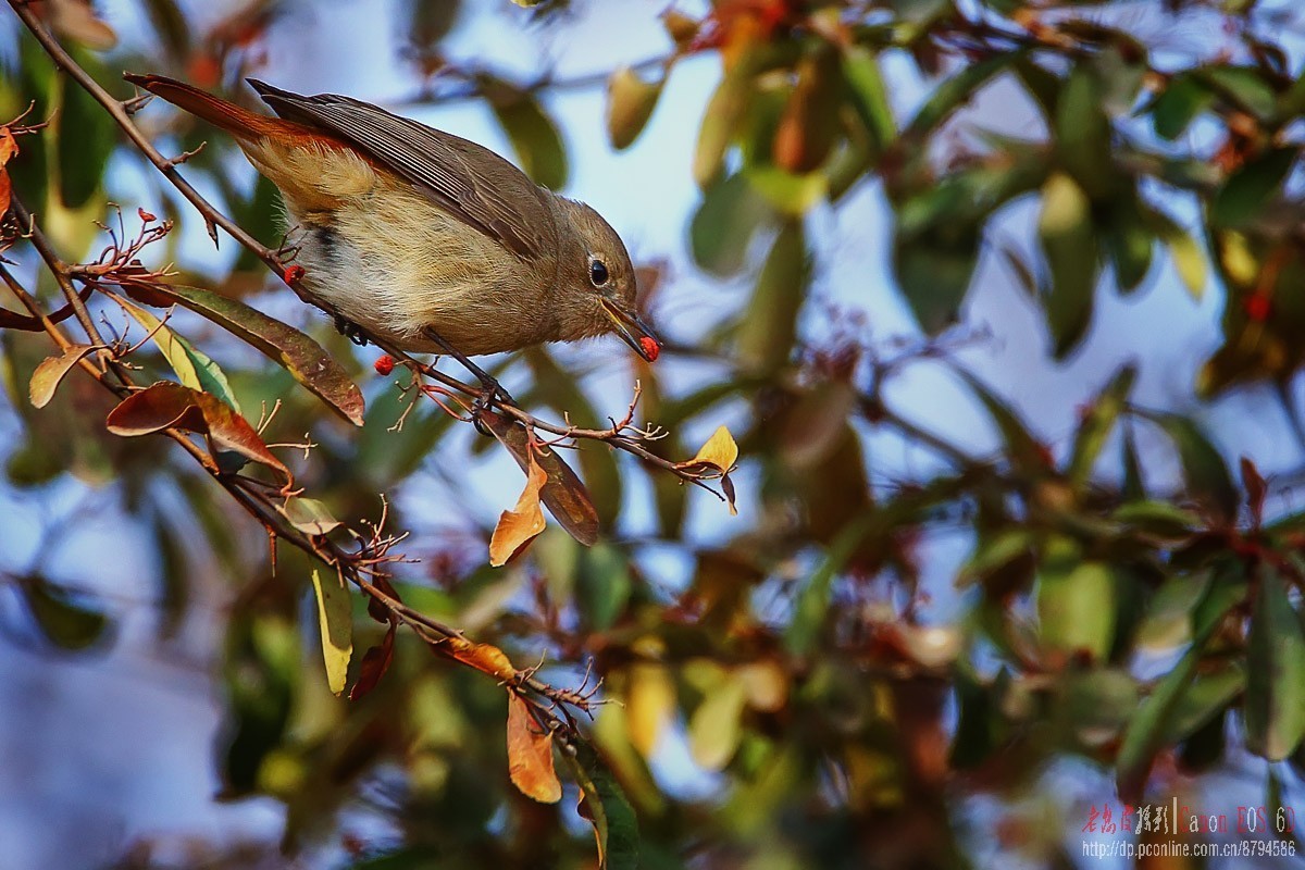 鸟片杂图。绿鹰嘴鹎 相思鸟 灰头绿啄木鸟 北红尾鸲等。