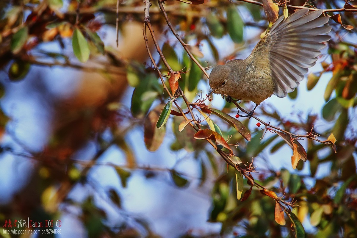 鸟片杂图。绿鹰嘴鹎 相思鸟 灰头绿啄木鸟 北红尾鸲等。