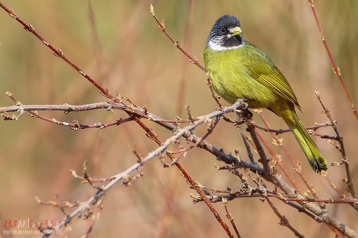 鸟片杂图。绿鹰嘴鹎 相思鸟 灰头绿啄木鸟 北红尾鸲等。
