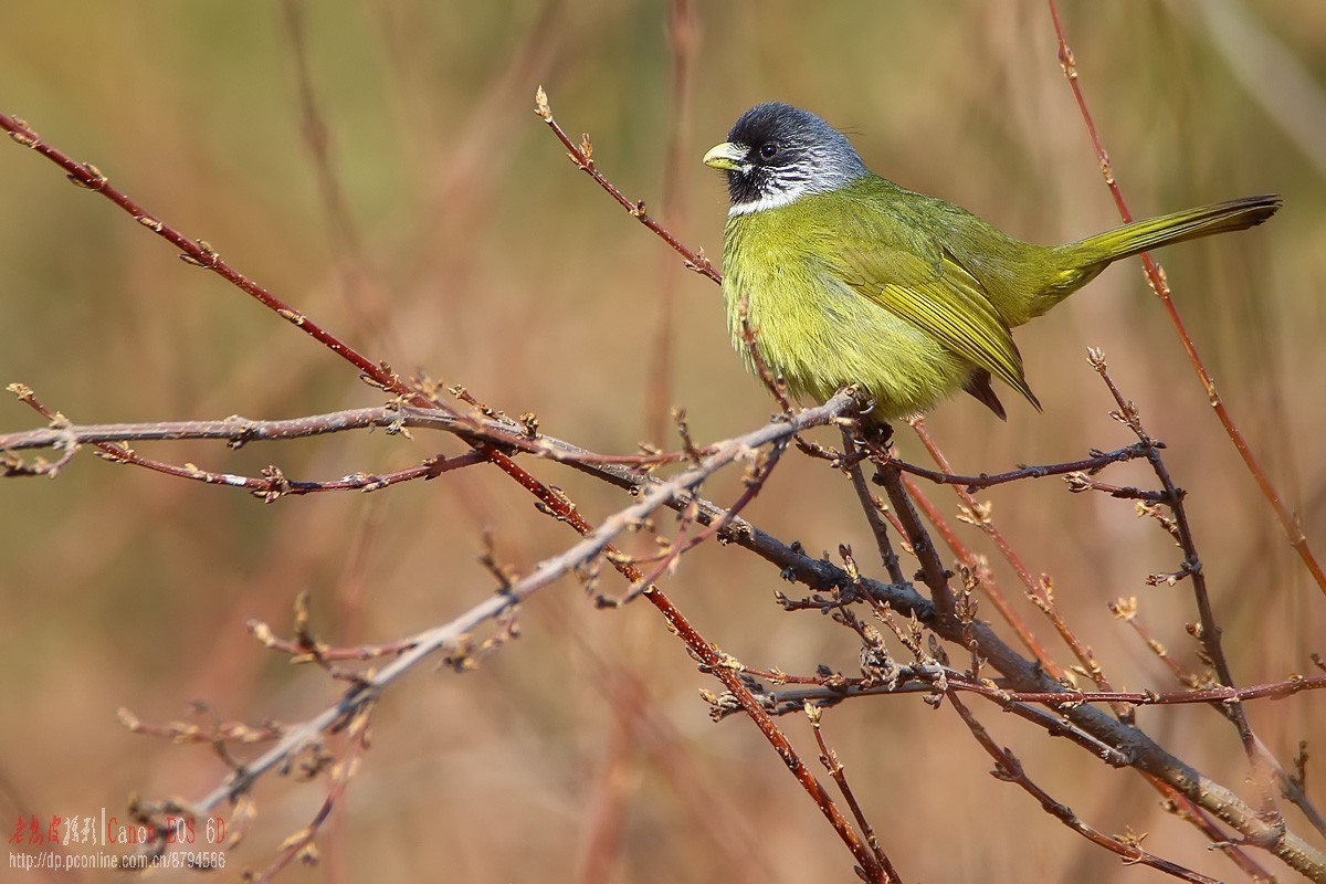 鸟片杂图。绿鹰嘴鹎 相思鸟 灰头绿啄木鸟 北红尾鸲等。