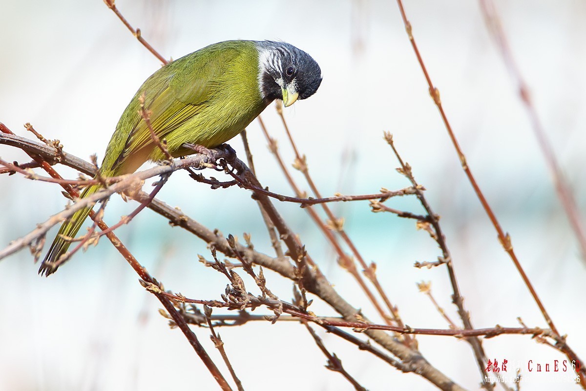 鸟片杂图。绿鹰嘴鹎 相思鸟 灰头绿啄木鸟 北红尾鸲等。