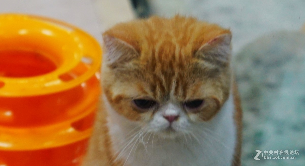 萌猫的呆萌表情