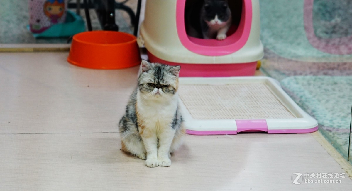 萌猫的呆萌表情