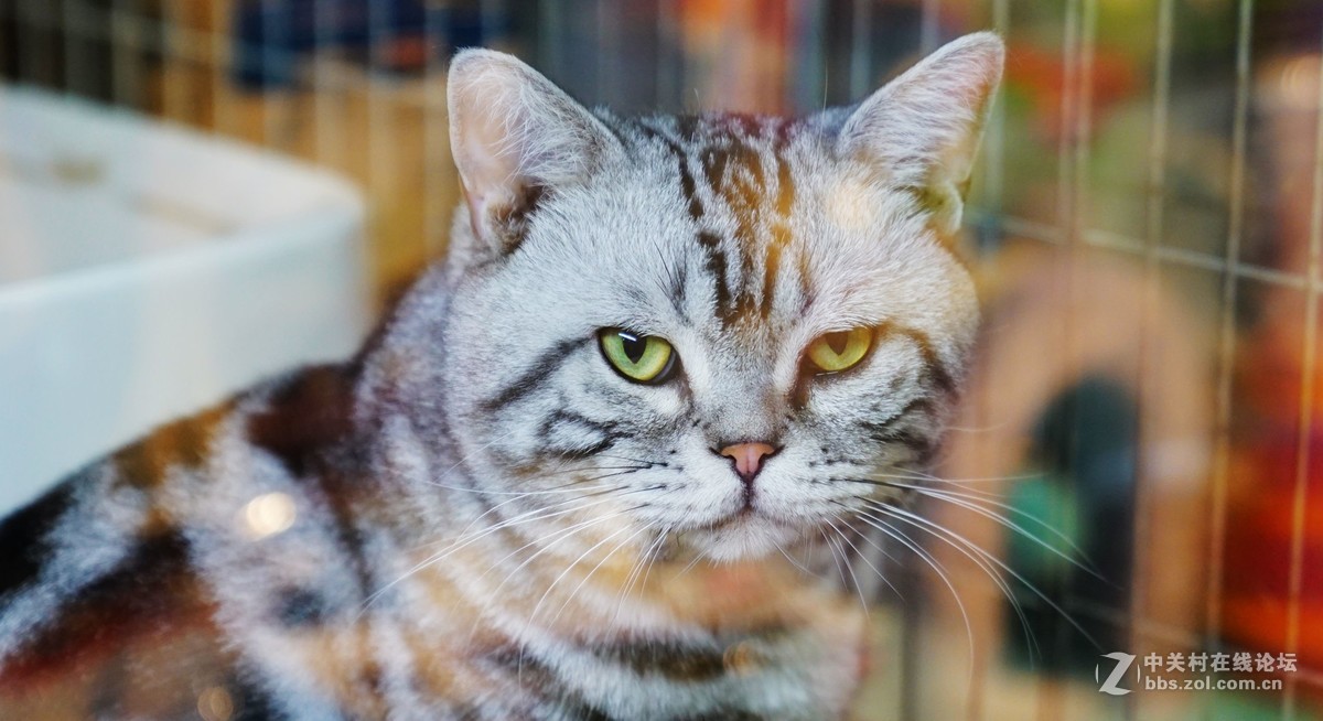 萌猫的呆萌表情