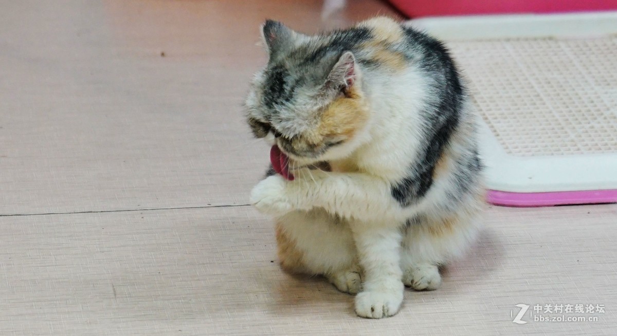 萌猫的呆萌表情