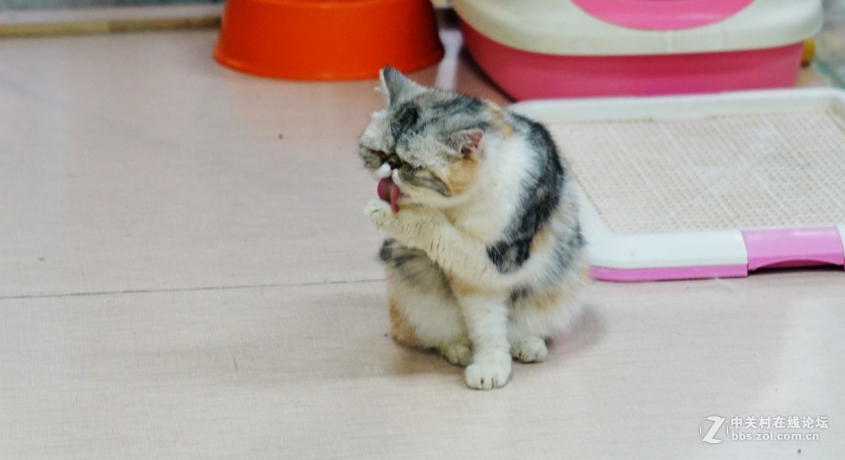 萌猫的呆萌表情