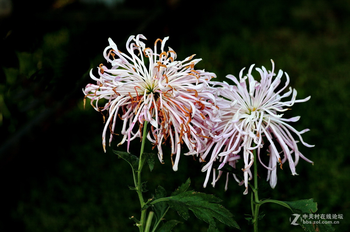 迟拍的菊花