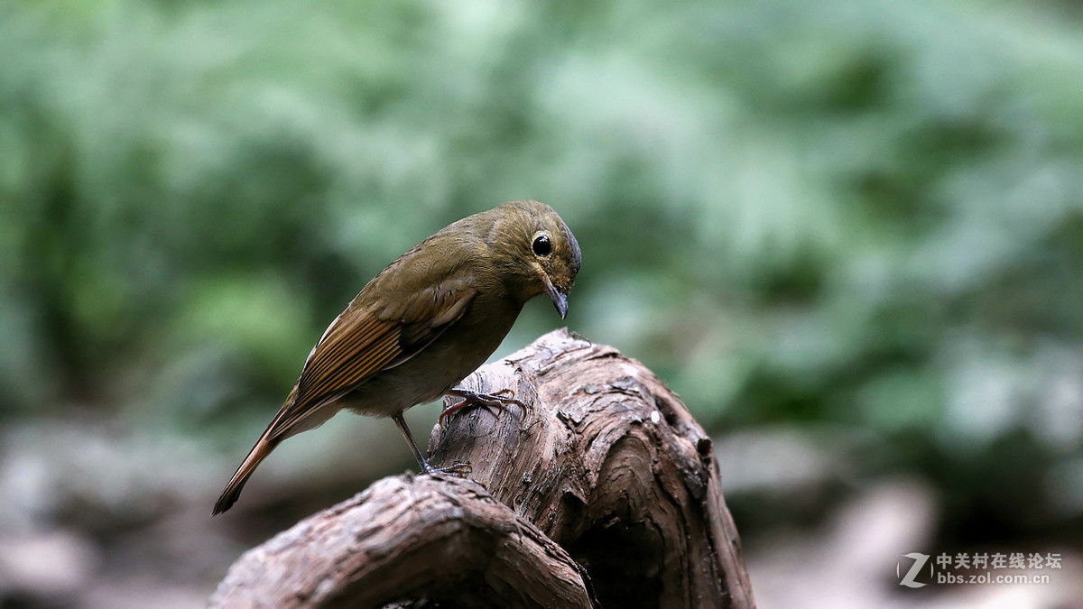 棕腹大仙鹟 MM GG靓照