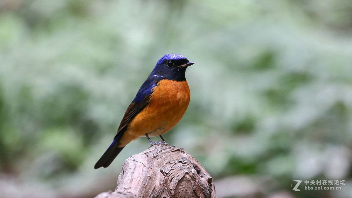 棕腹大仙鹟 MM GG靓照