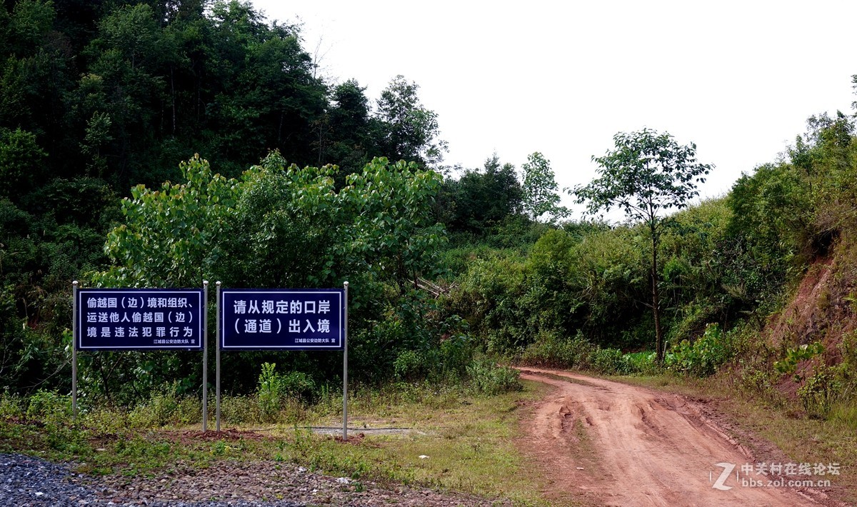 中.老.越三国边境十层大山中的植物活化石古桫椤