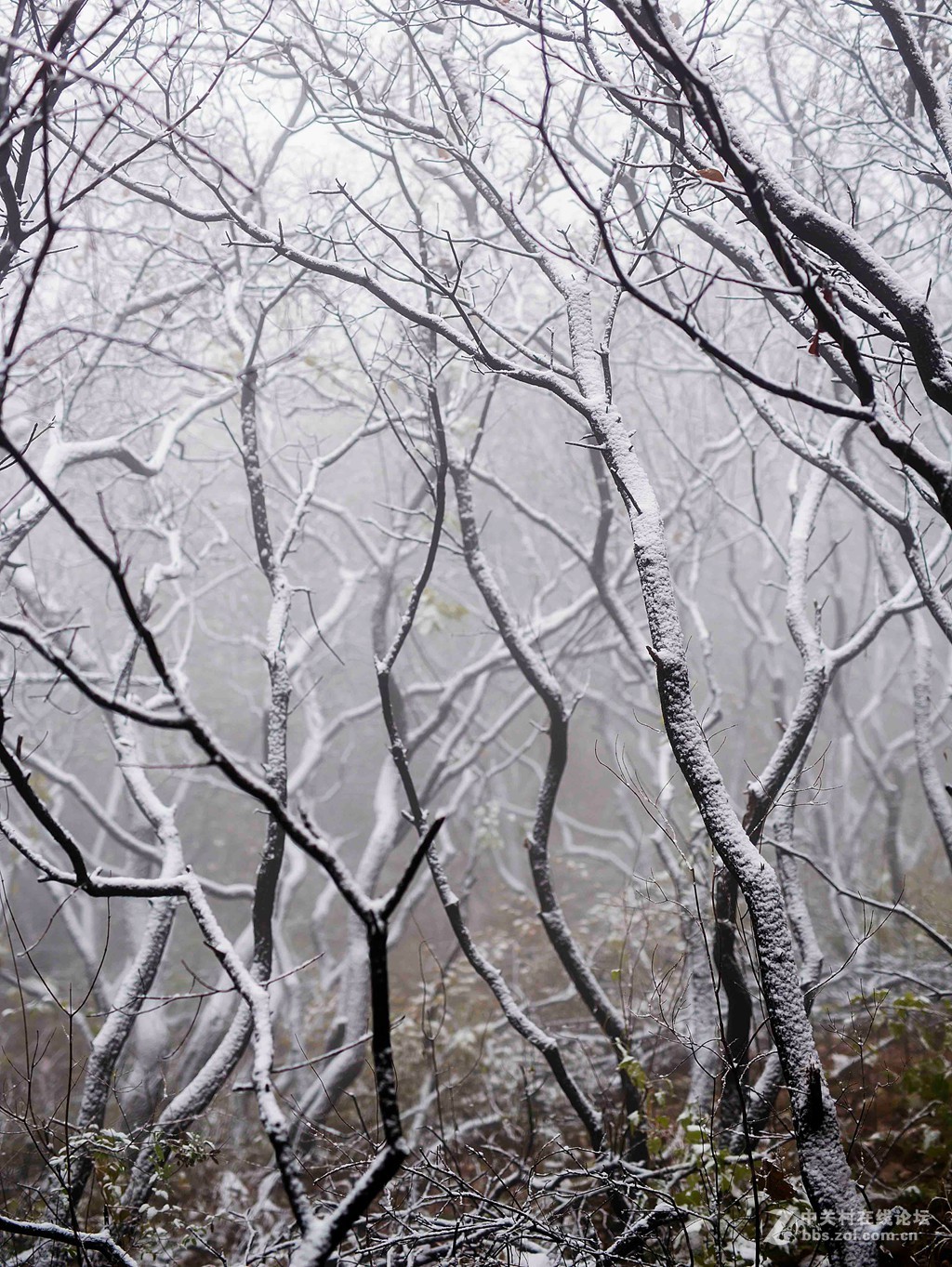 瑞雪中的坡峰岭