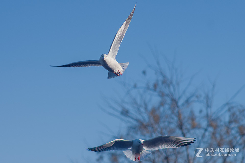 #ZOL月赛-你好2016#+翩翩起舞