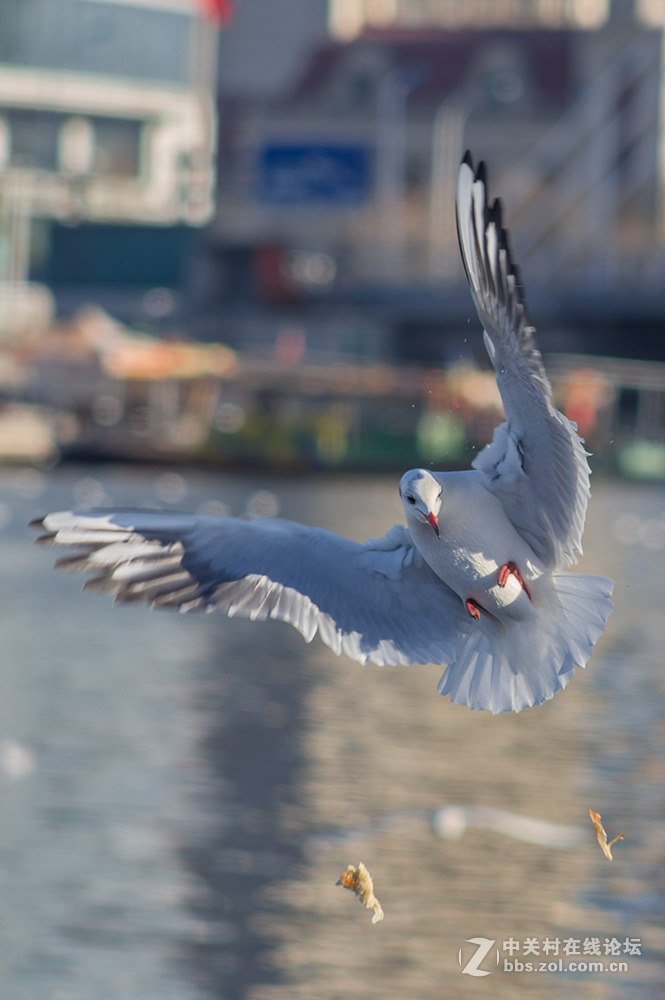 #ZOL月赛-你好2016#+翩翩起舞