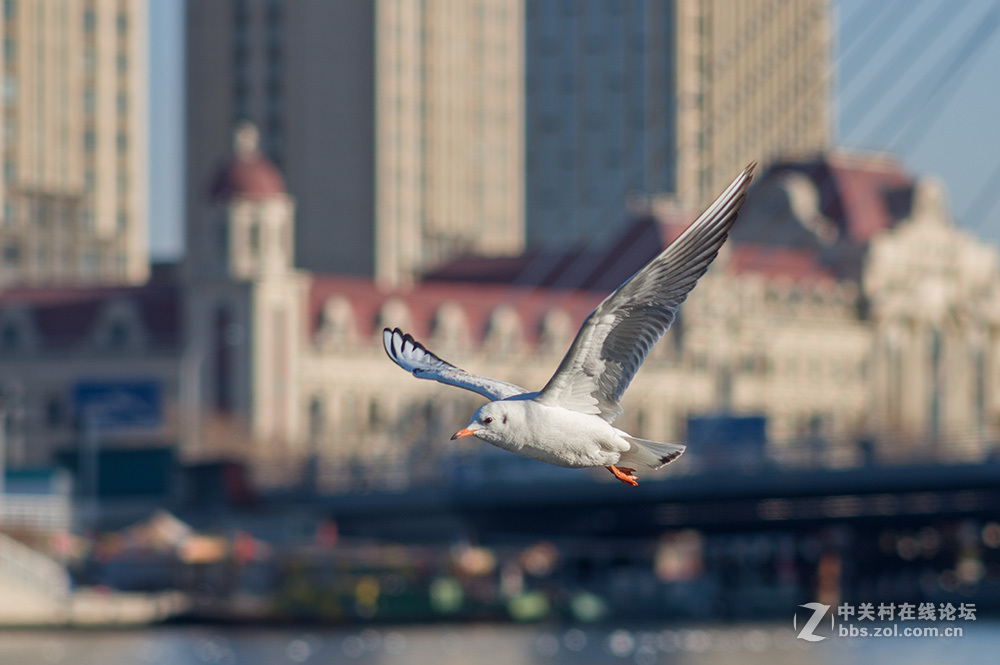 #ZOL月赛-你好2016#+翩翩起舞