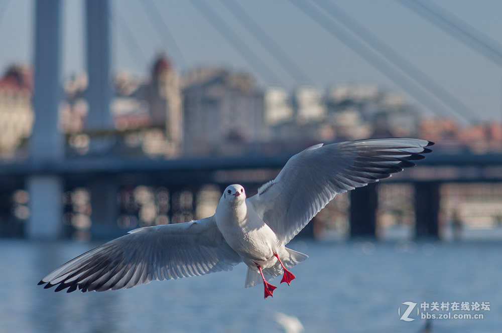 #ZOL月赛-你好2016#+翩翩起舞