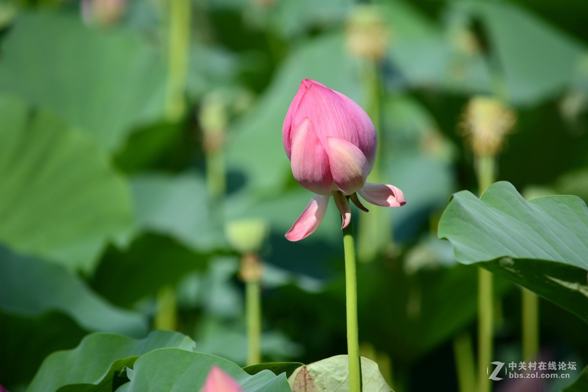 出于污泥而不染----荷花