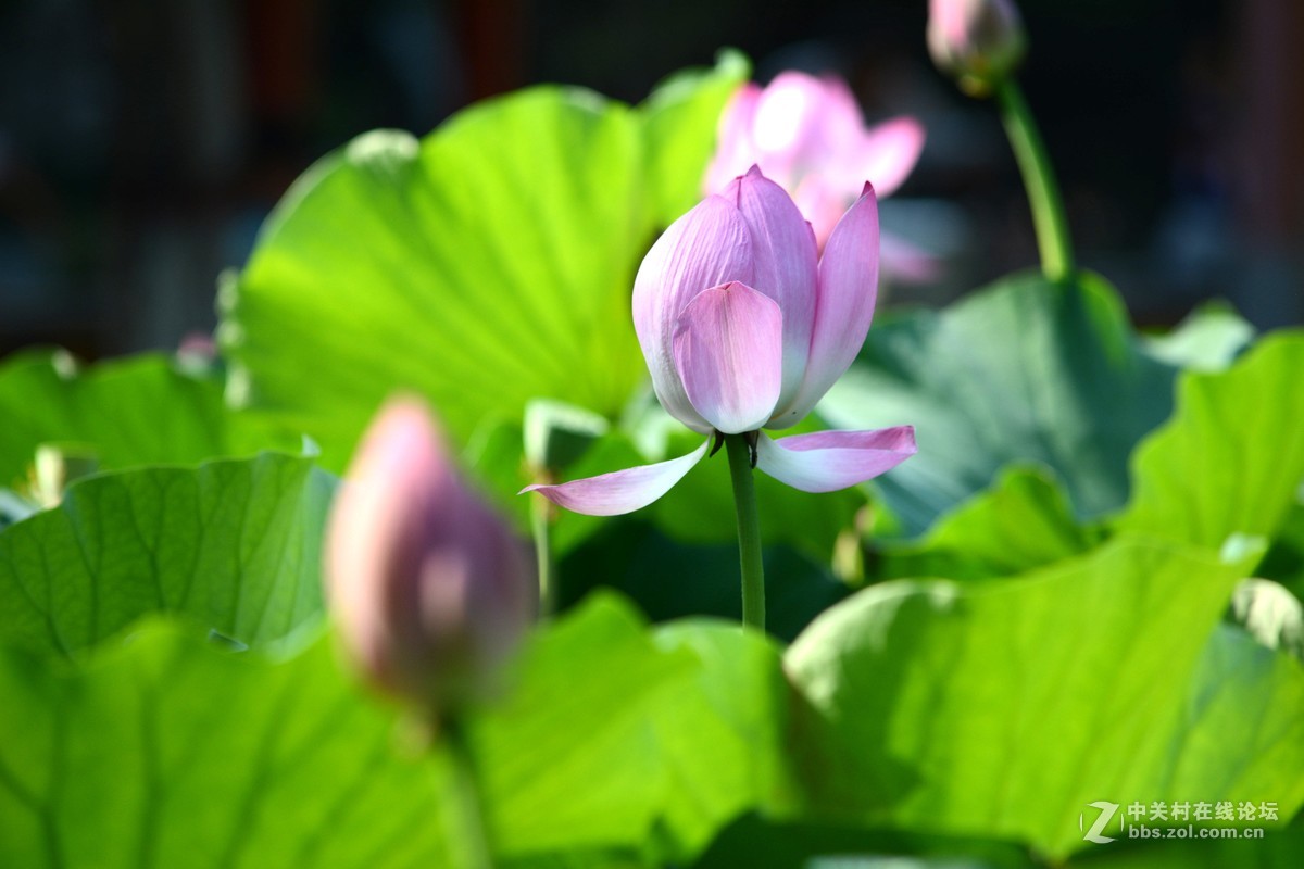 出于污泥而不染----荷花