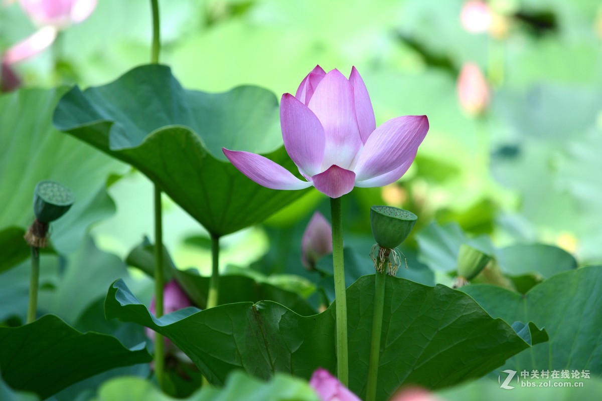 出于污泥而不染----荷花