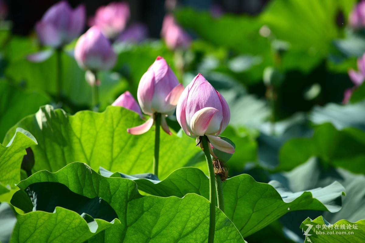 出于污泥而不染----荷花
