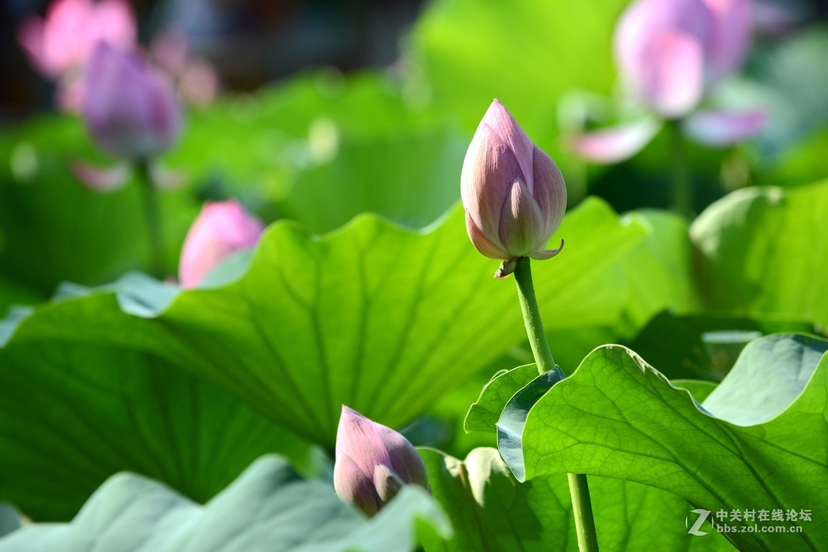 出于污泥而不染----荷花