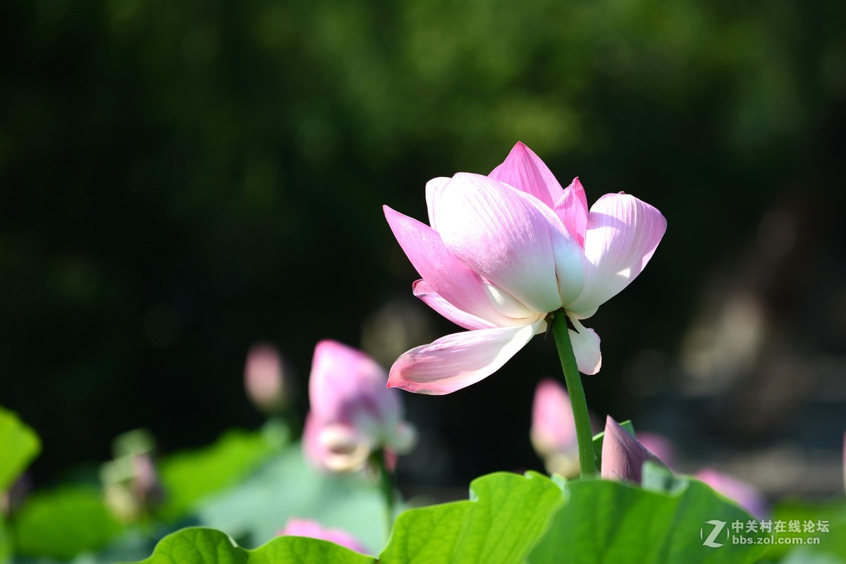 出于污泥而不染----荷花