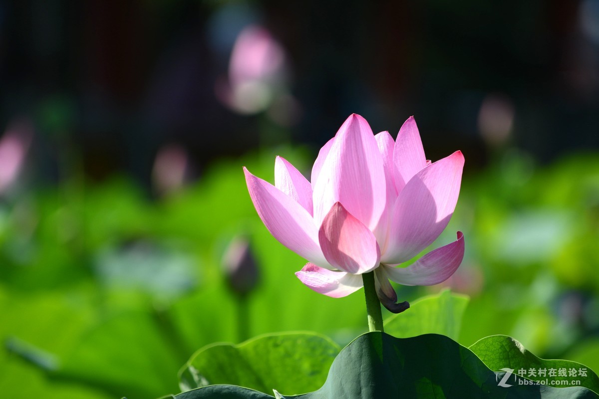 出于污泥而不染----荷花