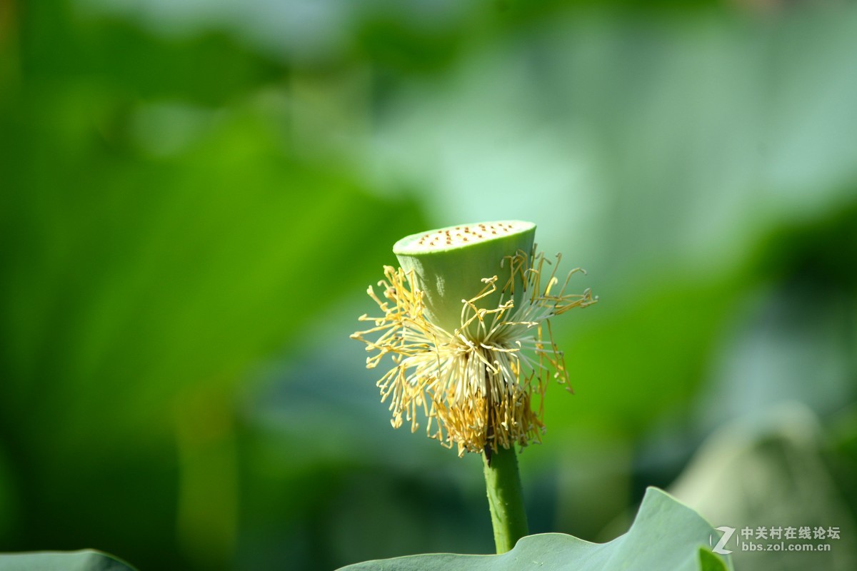 出于污泥而不染----荷花