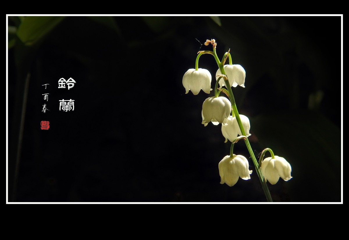 小巧玲珑的铃兰花