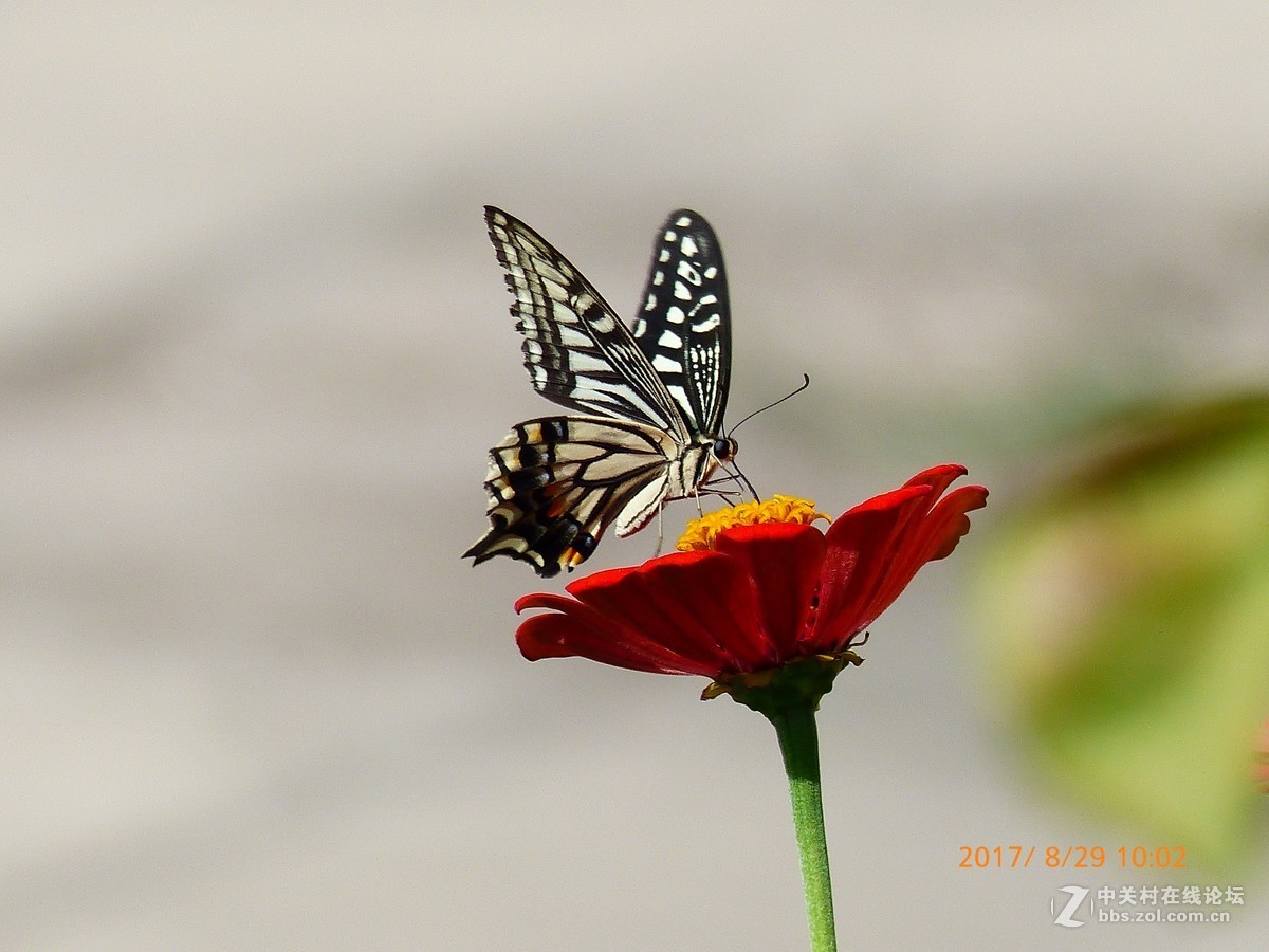 一组花草及月、蝶。