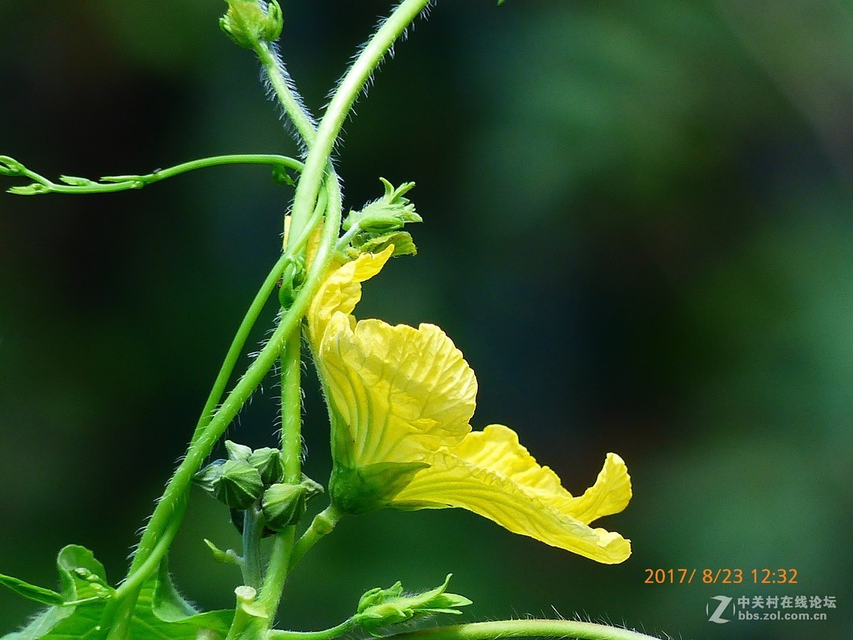 一组花草及月、蝶。