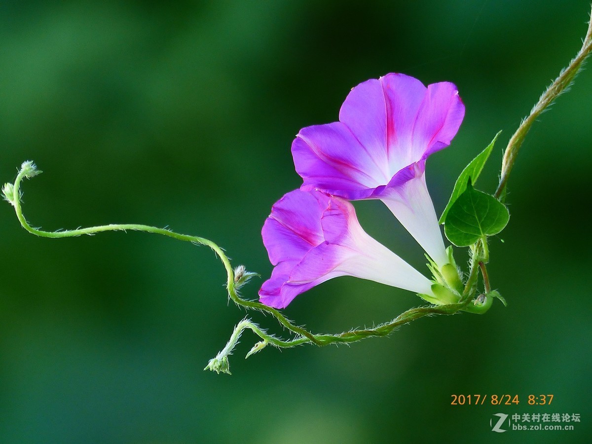 一组花草及月、蝶。