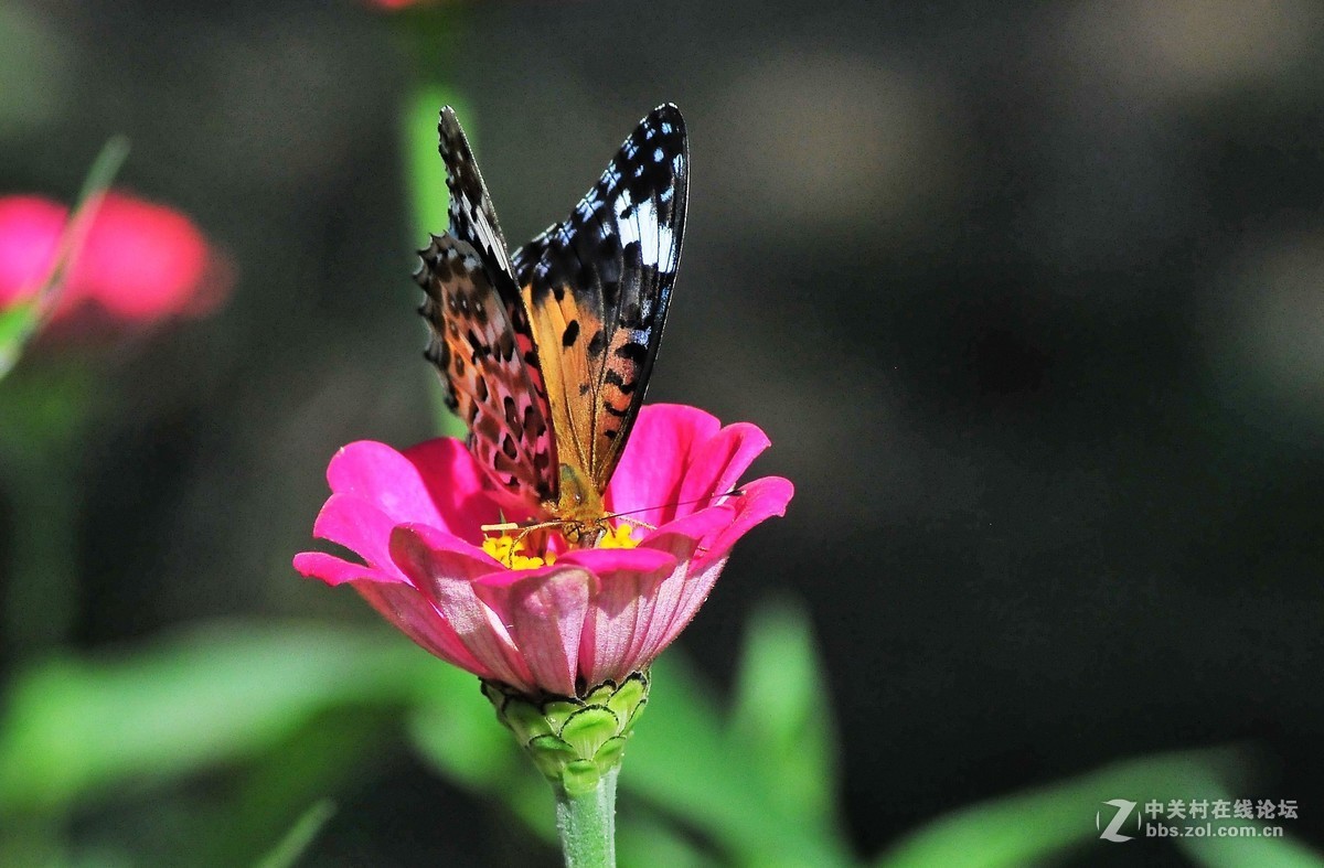 小桃园蝴蝶花远眺阅江楼