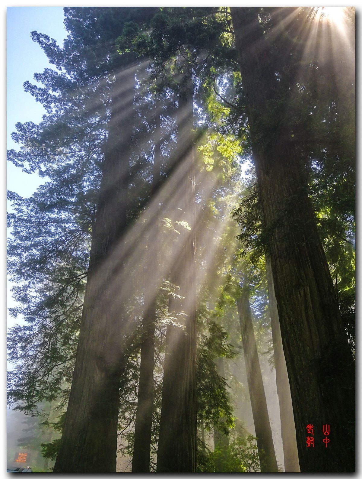 红木公园里的雾，光与影．７７６