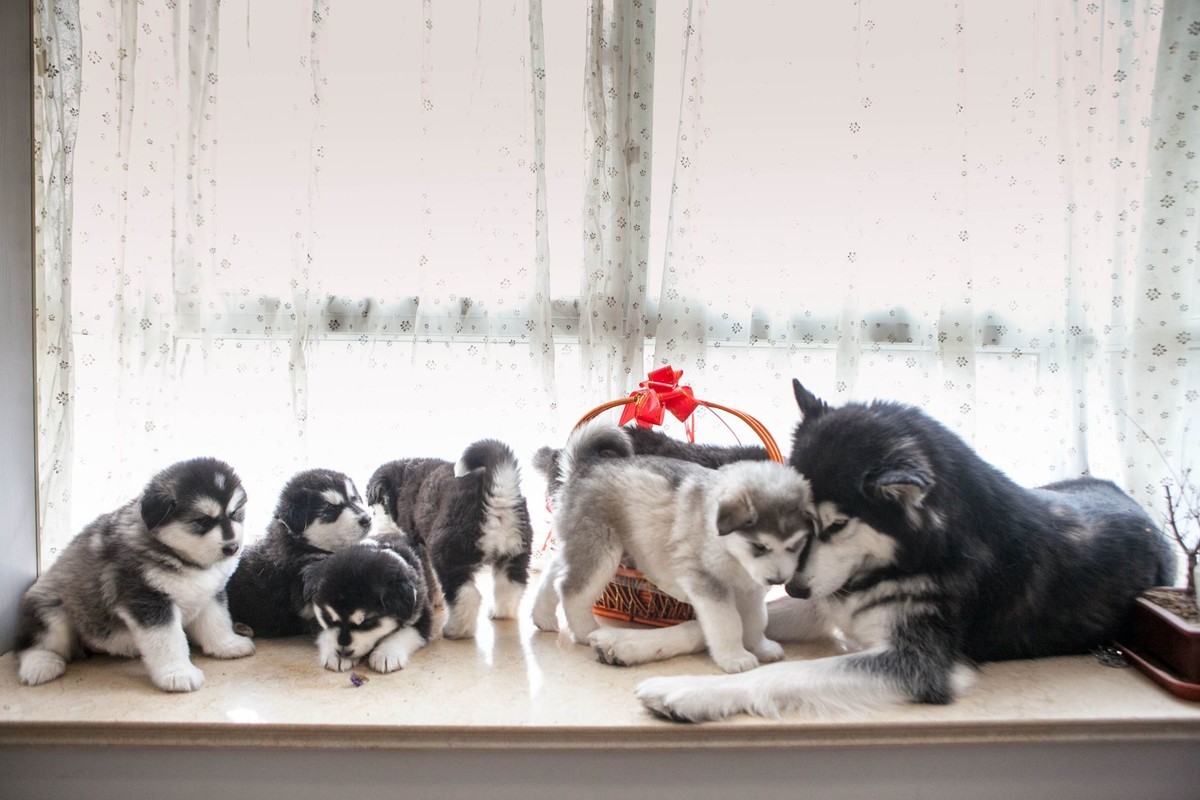 宝玉和她的七个小可爱