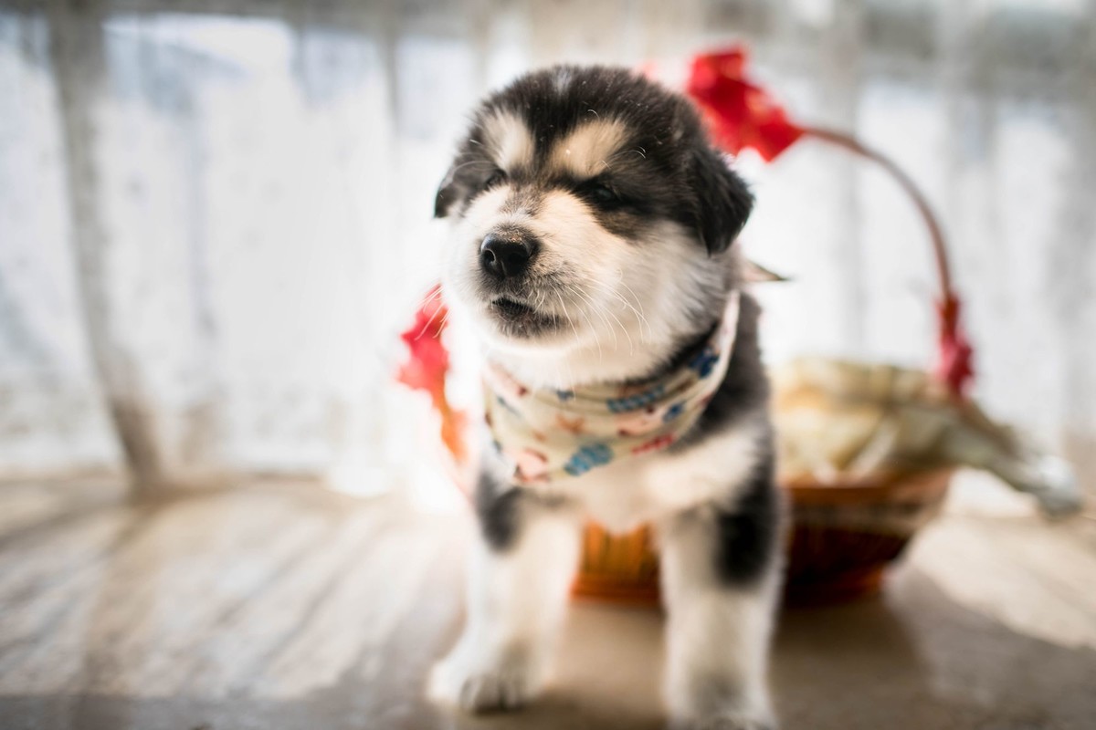 宝玉和她的七个小可爱