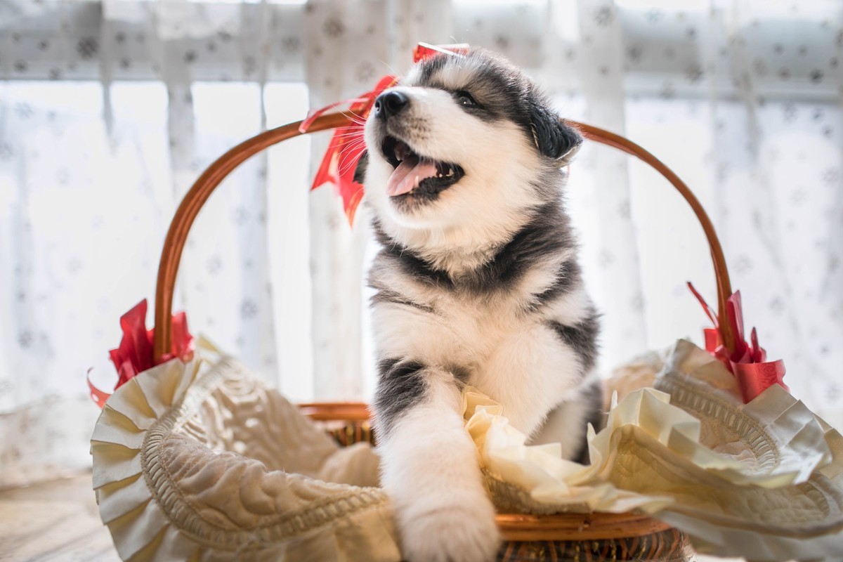 宝玉和她的七个小可爱