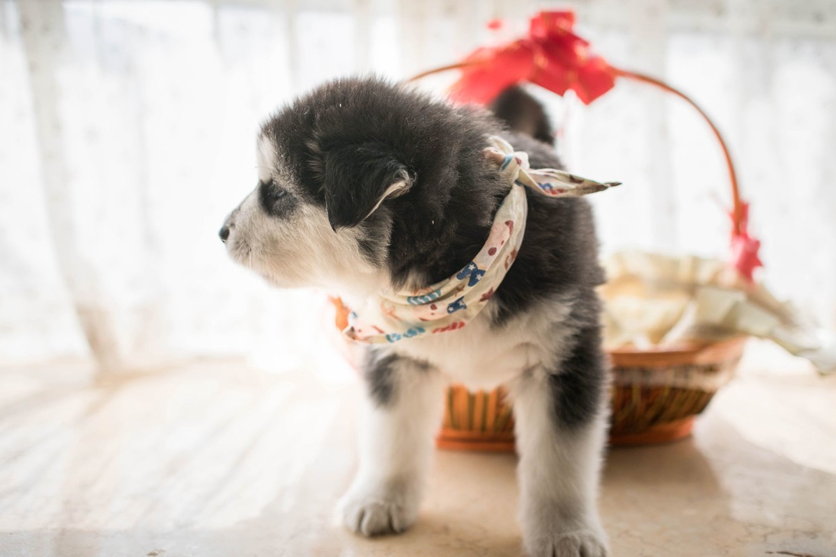 宝玉和她的七个小可爱