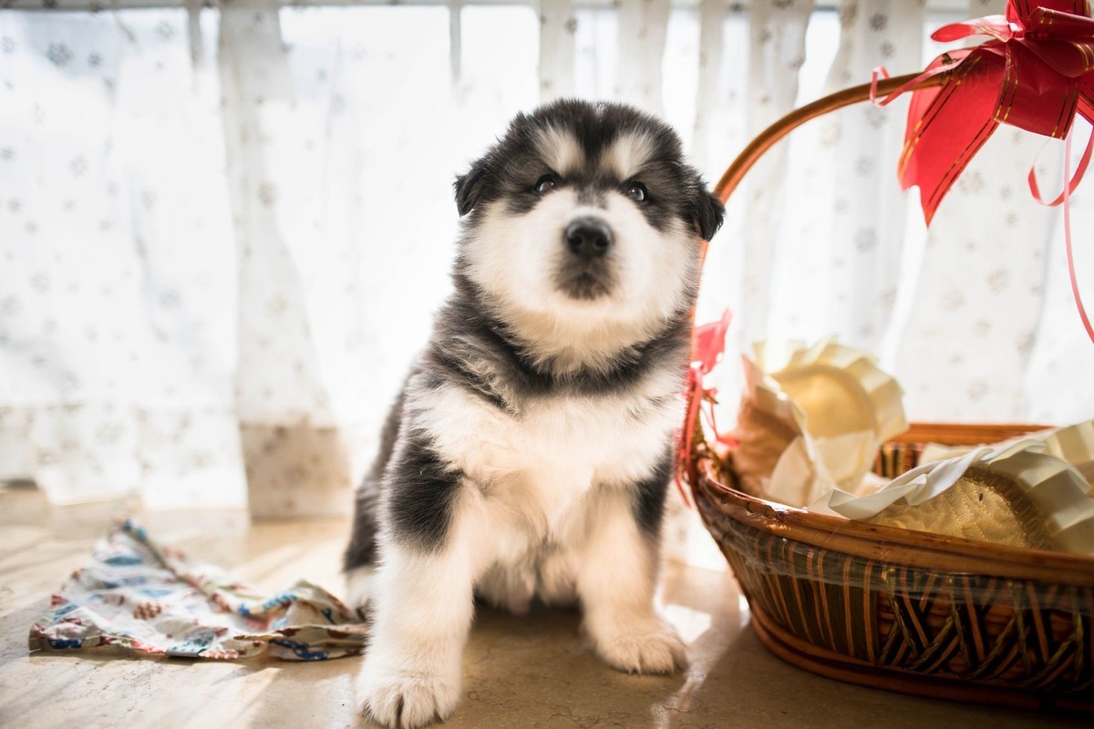 宝玉和她的七个小可爱