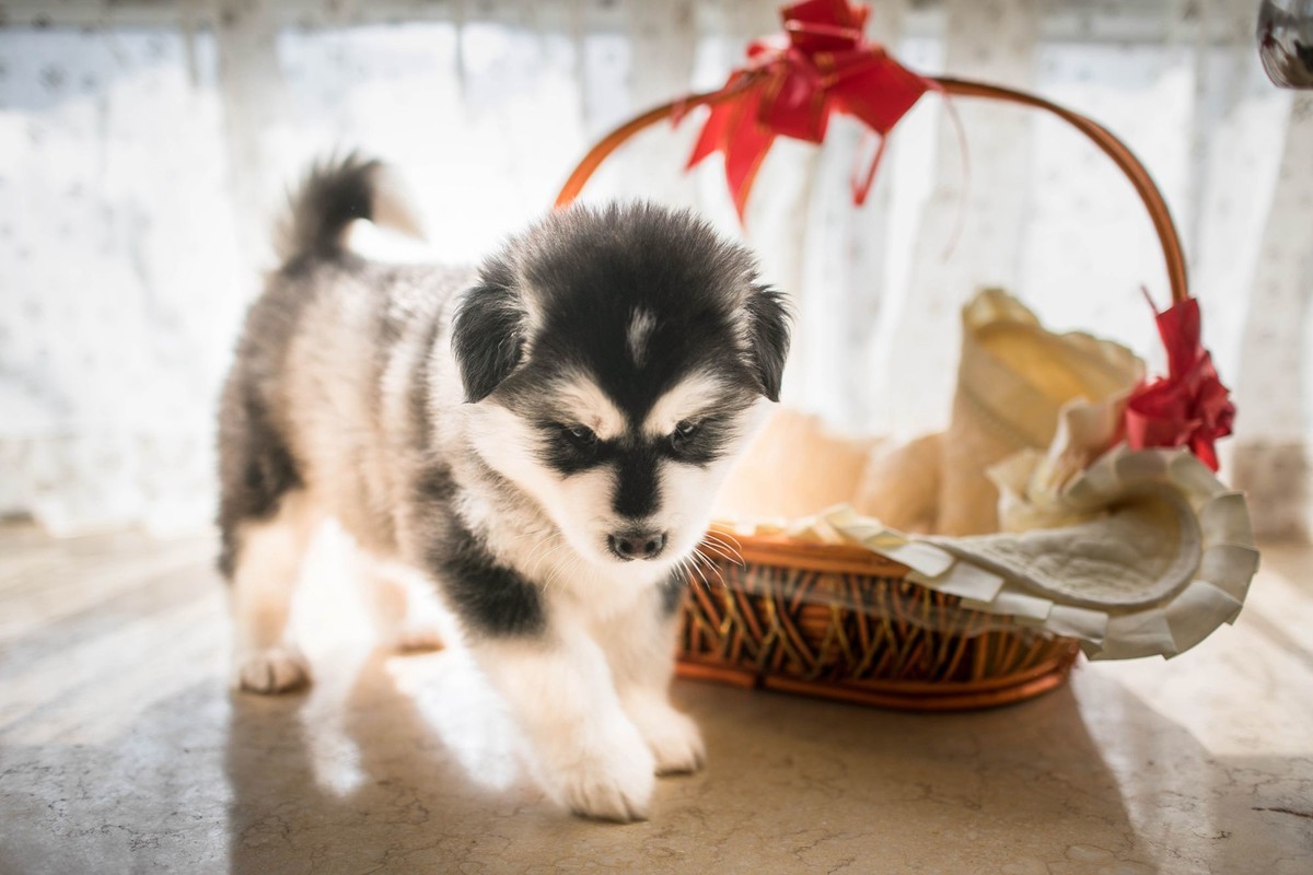 宝玉和她的七个小可爱