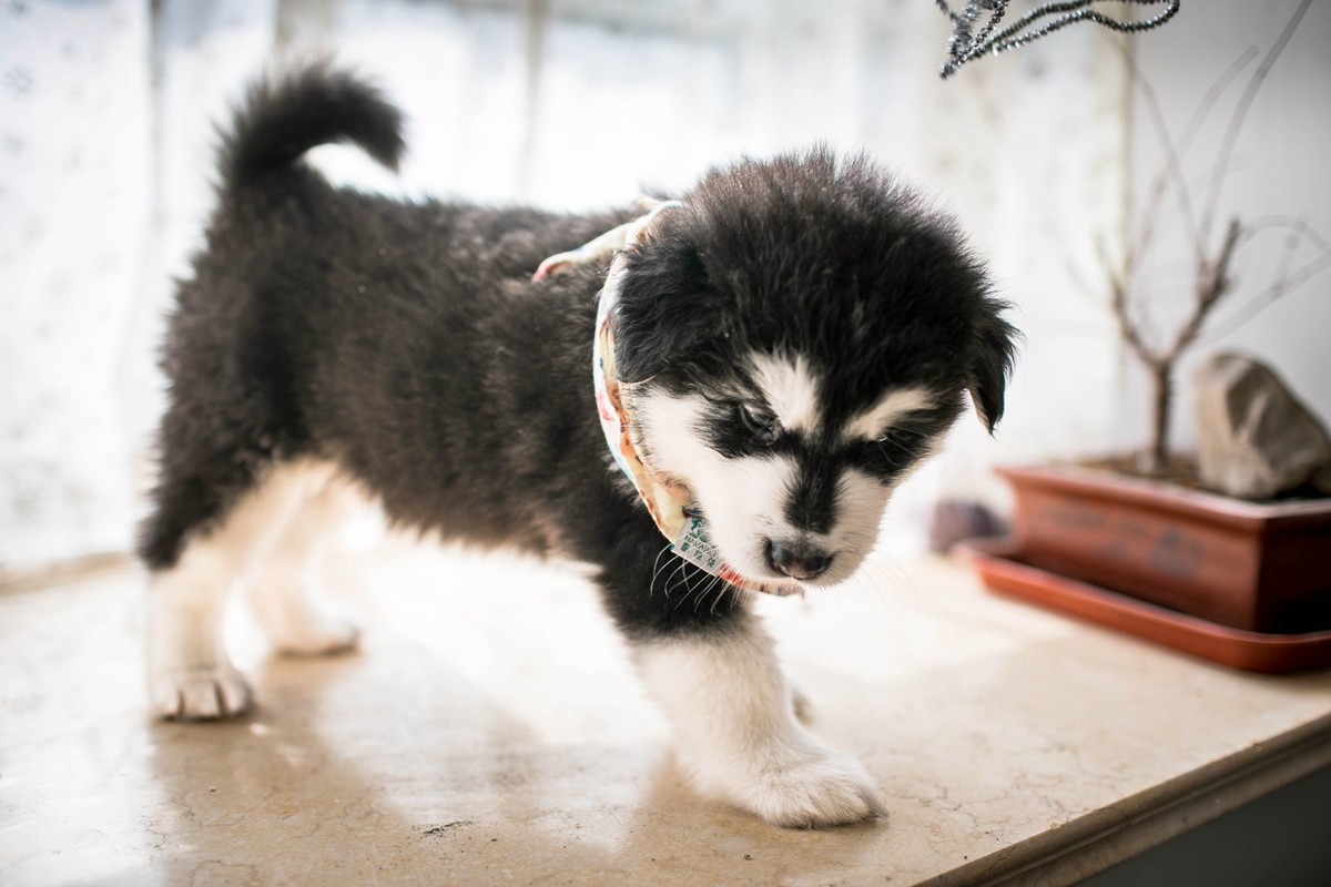 宝玉和她的七个小可爱