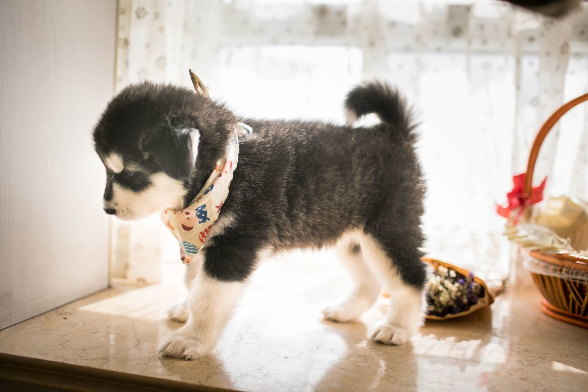 宝玉和她的七个小可爱